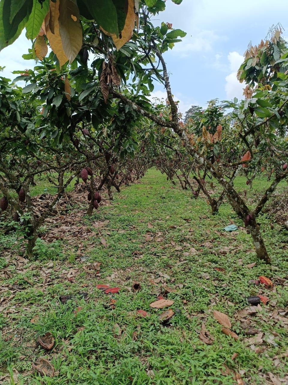 Finca Los Mera - Imagen 9